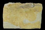 Fossil Crinoid (Saccosomopis) - Crawfordsville, Indiana #149004-1